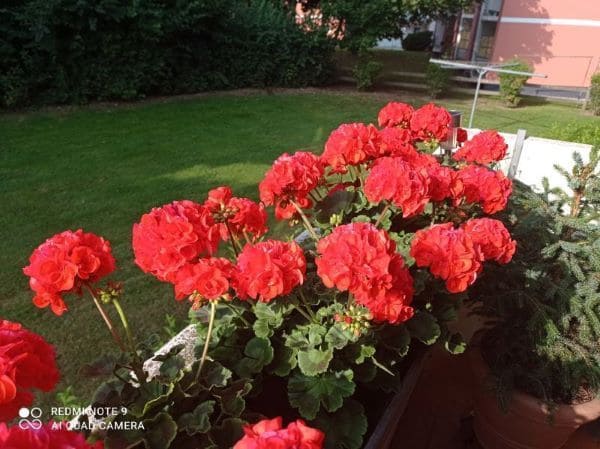 sommermorgen im august